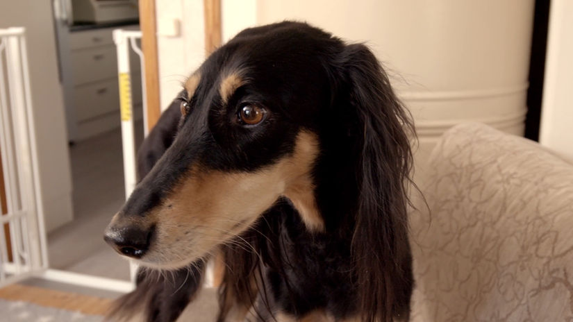 Saluki